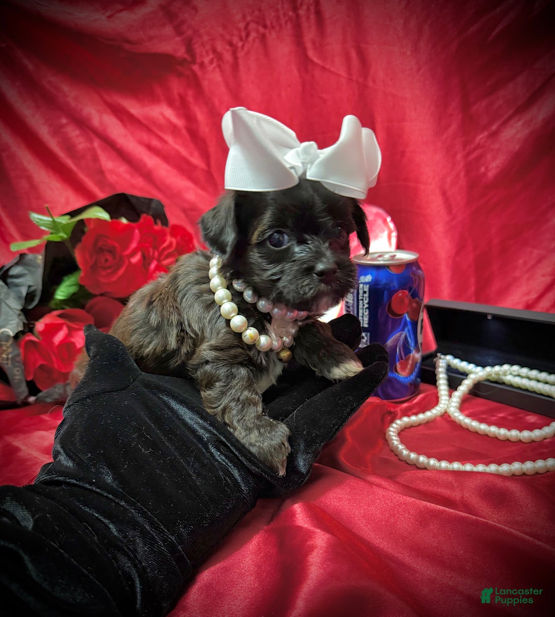 Yorkiepoo dogs for sale: Twix  - Ad 7