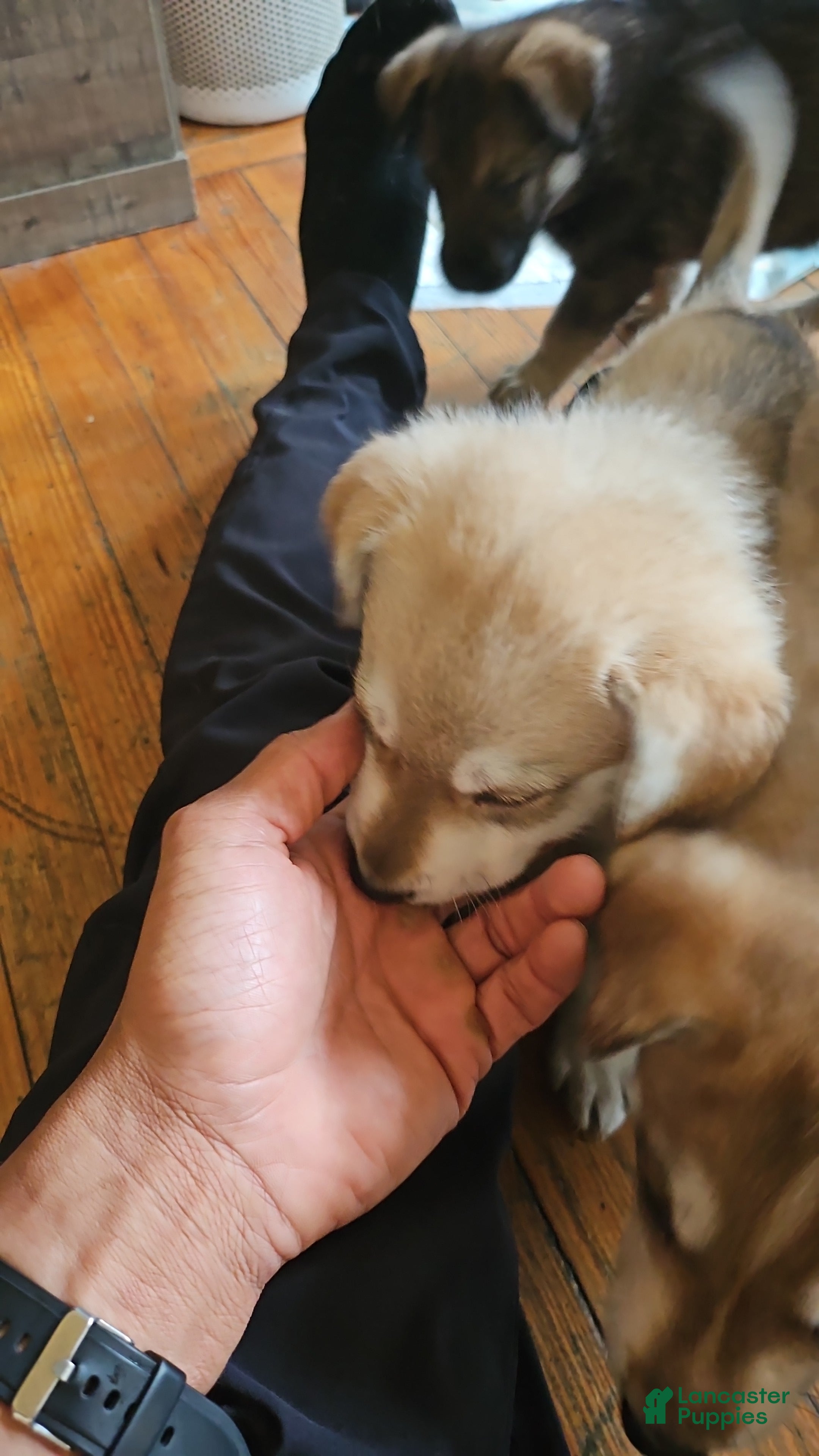 Gerberian Shepsky dogs Lagertha - Ad 11