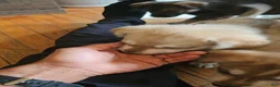 Gerberian Shepsky dogs for sale: Lagertha - Ad 1