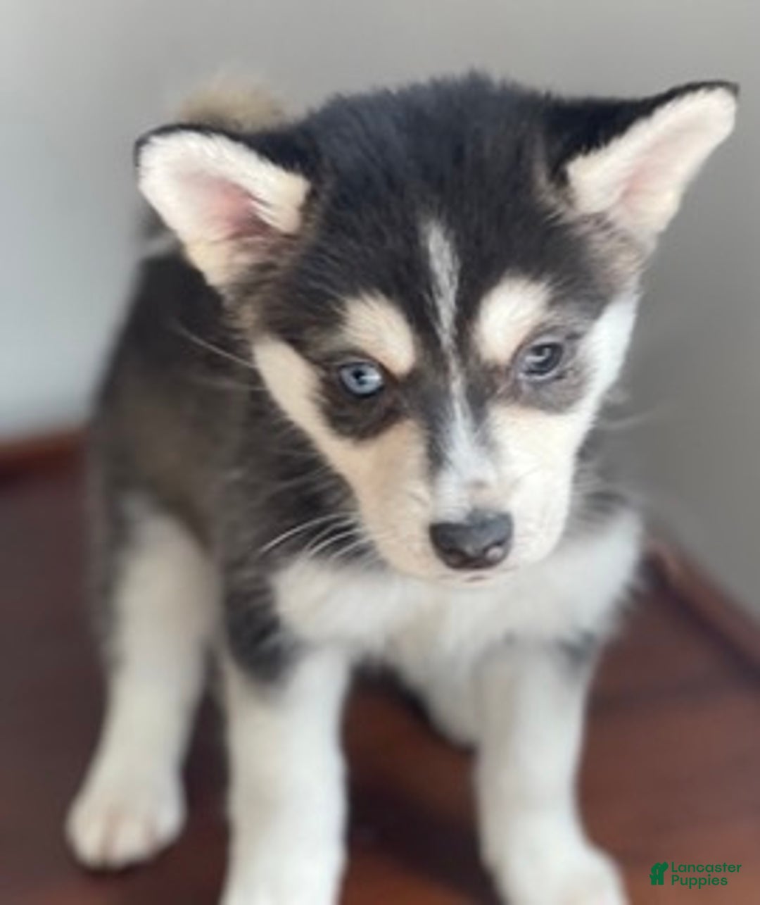 Alaskan Klee Kai dogs for sale: Alyssa - Ad 2