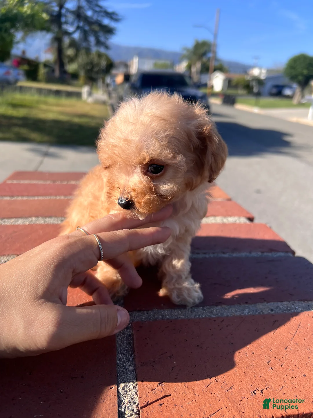 Toy Poodle dogs for sale: Toy Poodle Puppy 2 - Ad 2