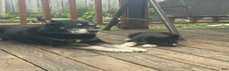 Siberian Husky dogs for sale: Bandit - Ad 11