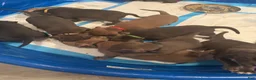 American Bully dogs for sale: American Bully 1 - Ad 1