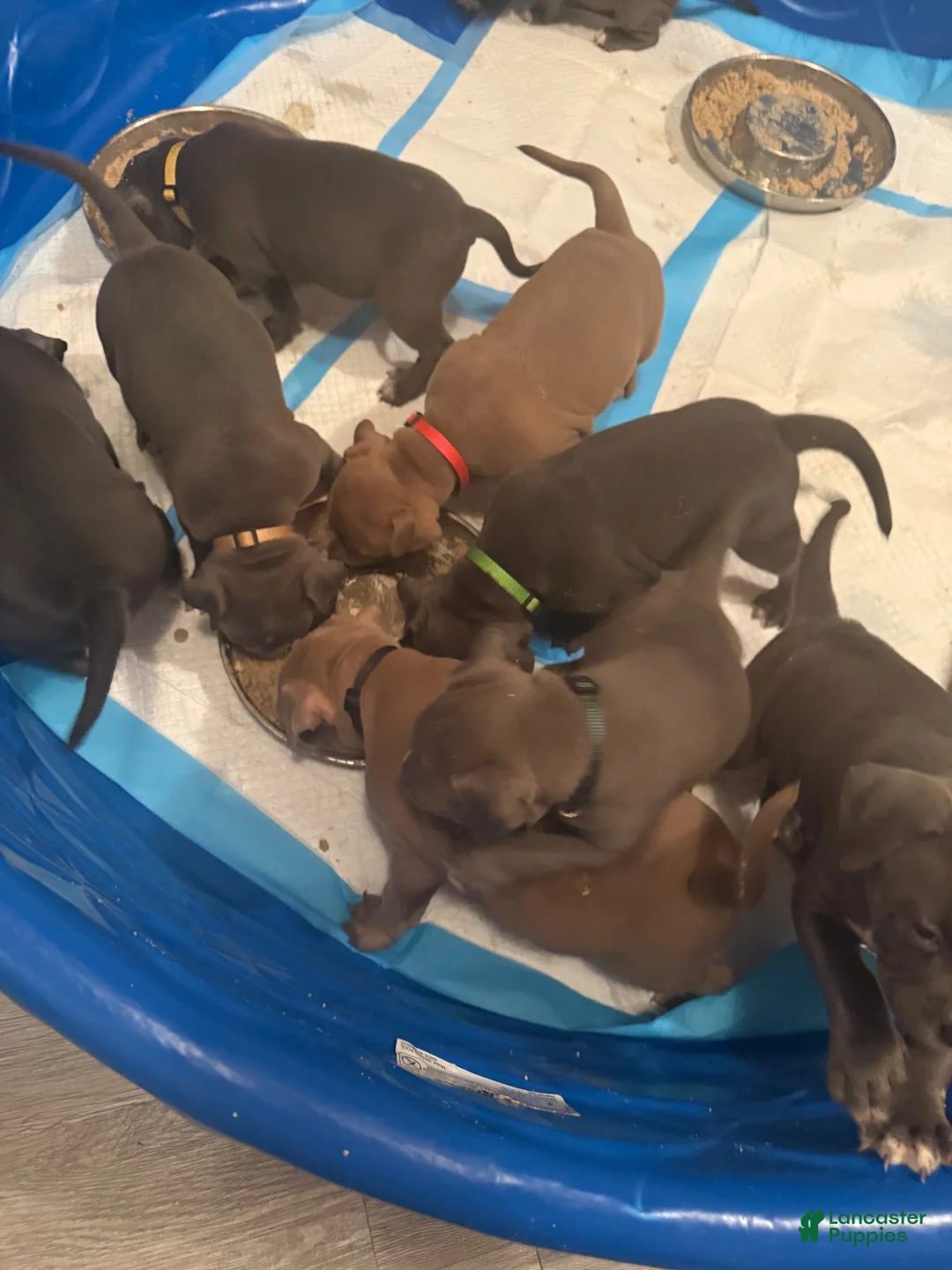 American Bully dogs for sale: American Bully 1 - Ad 1