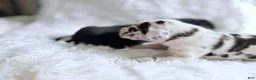 Great Dane dogs for sale: Athena - Ad 8