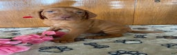 Vizsla dogs for sale: Victor - Ad 2