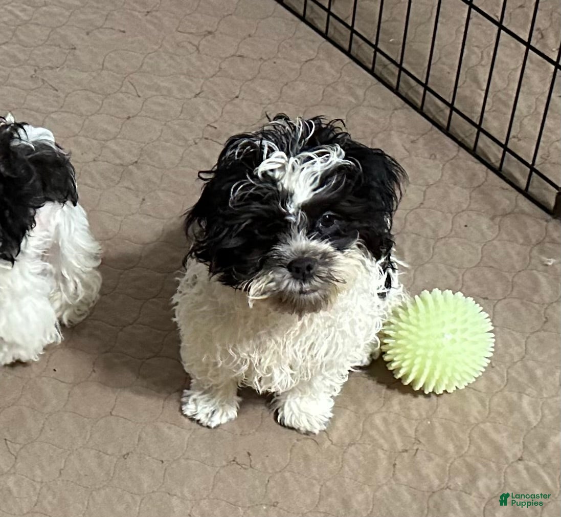 Shihpoo dogs Shihpoo Puppy 4 - Ad 22
