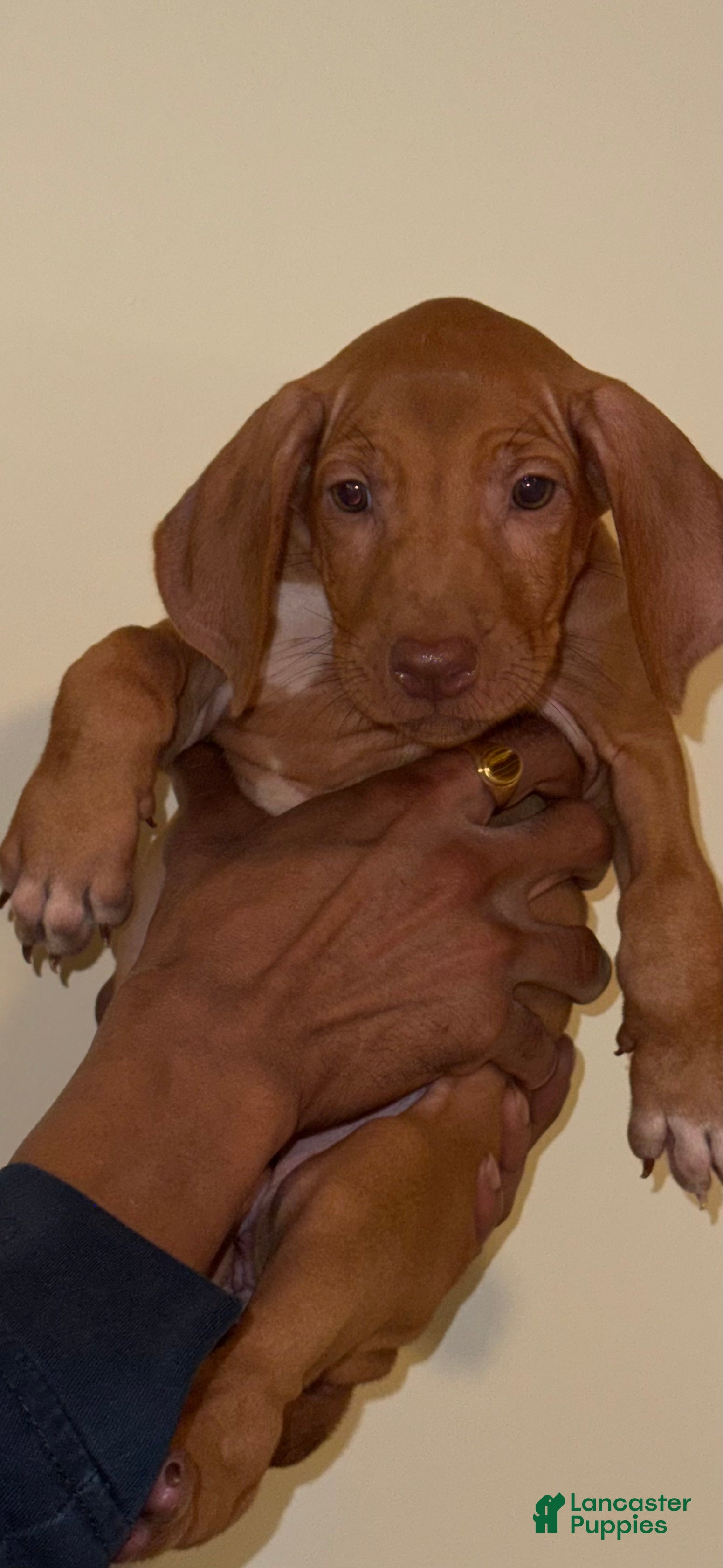 Rhodesian Ridgeback dogs Rhodesian Ridgeback Girl - Ad 5