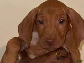 Rhodesian Ridgeback dogs Rhodesian Ridgeback Girl - Ad 5