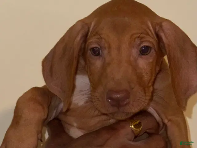 Rhodesian Ridgeback dogs for sale: Rhodesian Ridgeback Girl - Ad 6