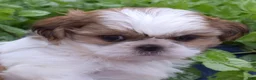 Shih Tzu dogs for sale: Millie - Ad 6