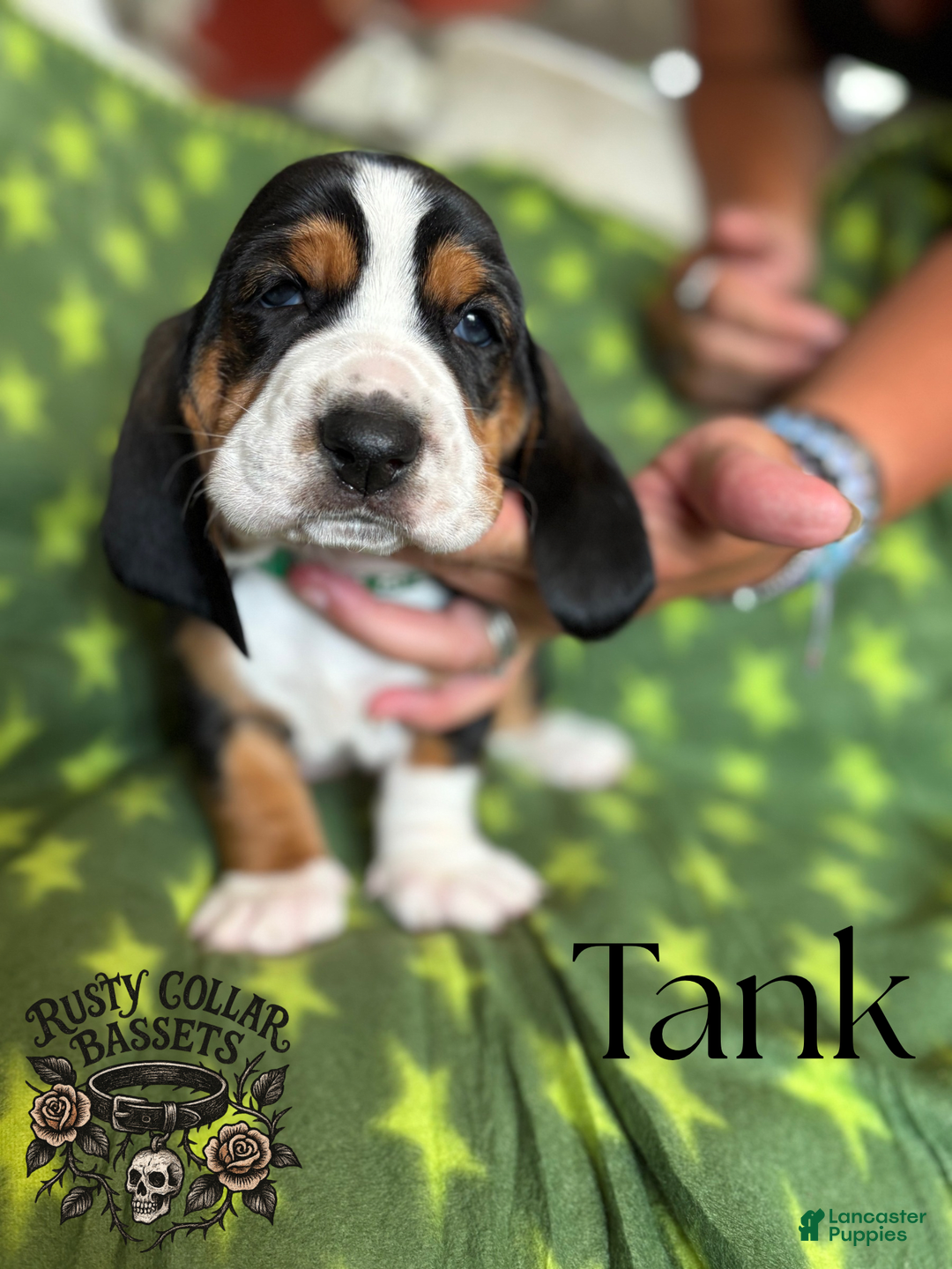 Poodle Mix Basset Hound Terrier Mix Puppies Poodle Cross JAck