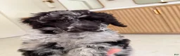 Standard Poodle dogs for sale: Raven  - Ad 7
