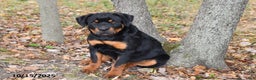 Rottweiler dogs for sale: Rain - Ad 2