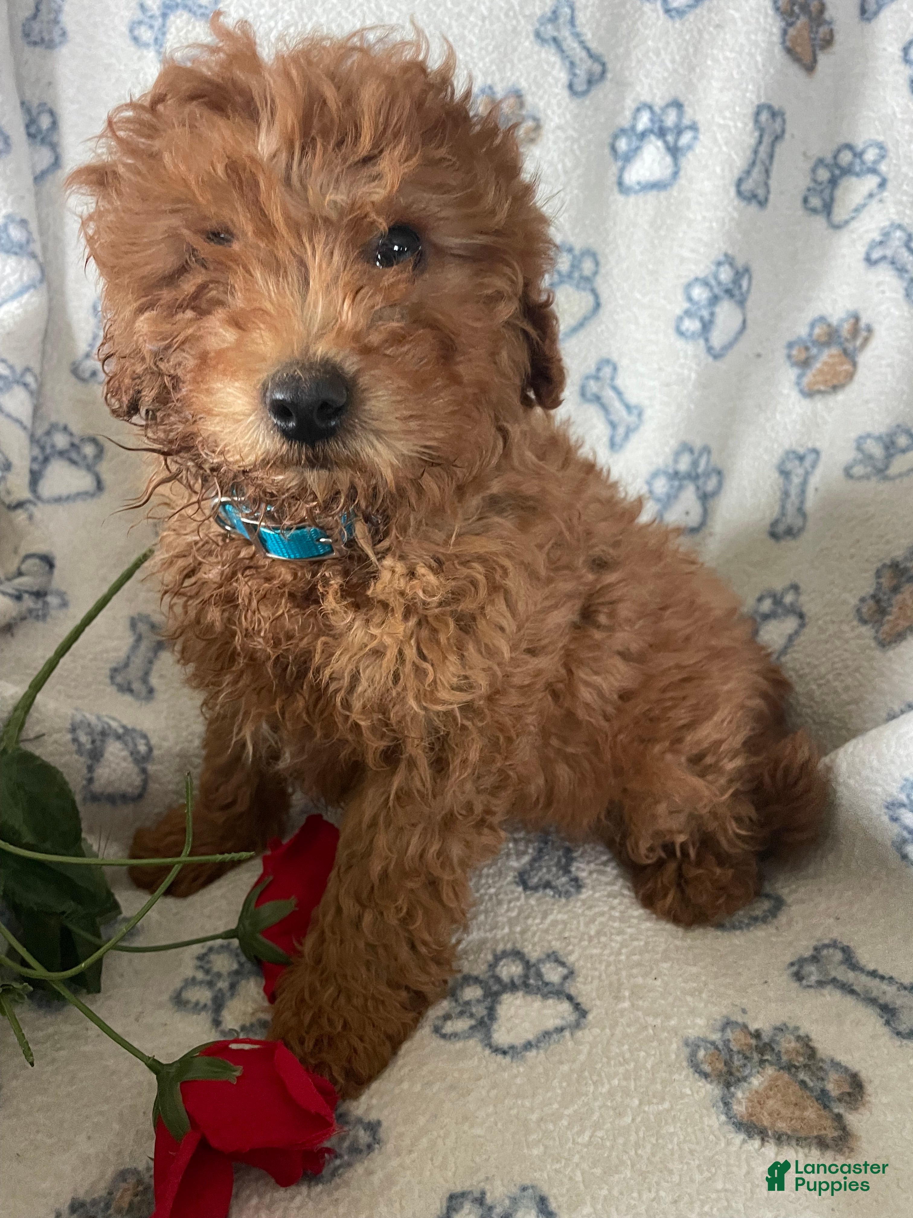 Mini Goldendoodle dogs Lance - Ad 41