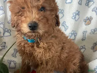 Mini Goldendoodle dogs Lance - Ad 41