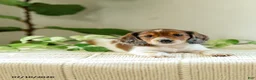 Miniature Dachshund dogs for sale: Aloha - Ad 4