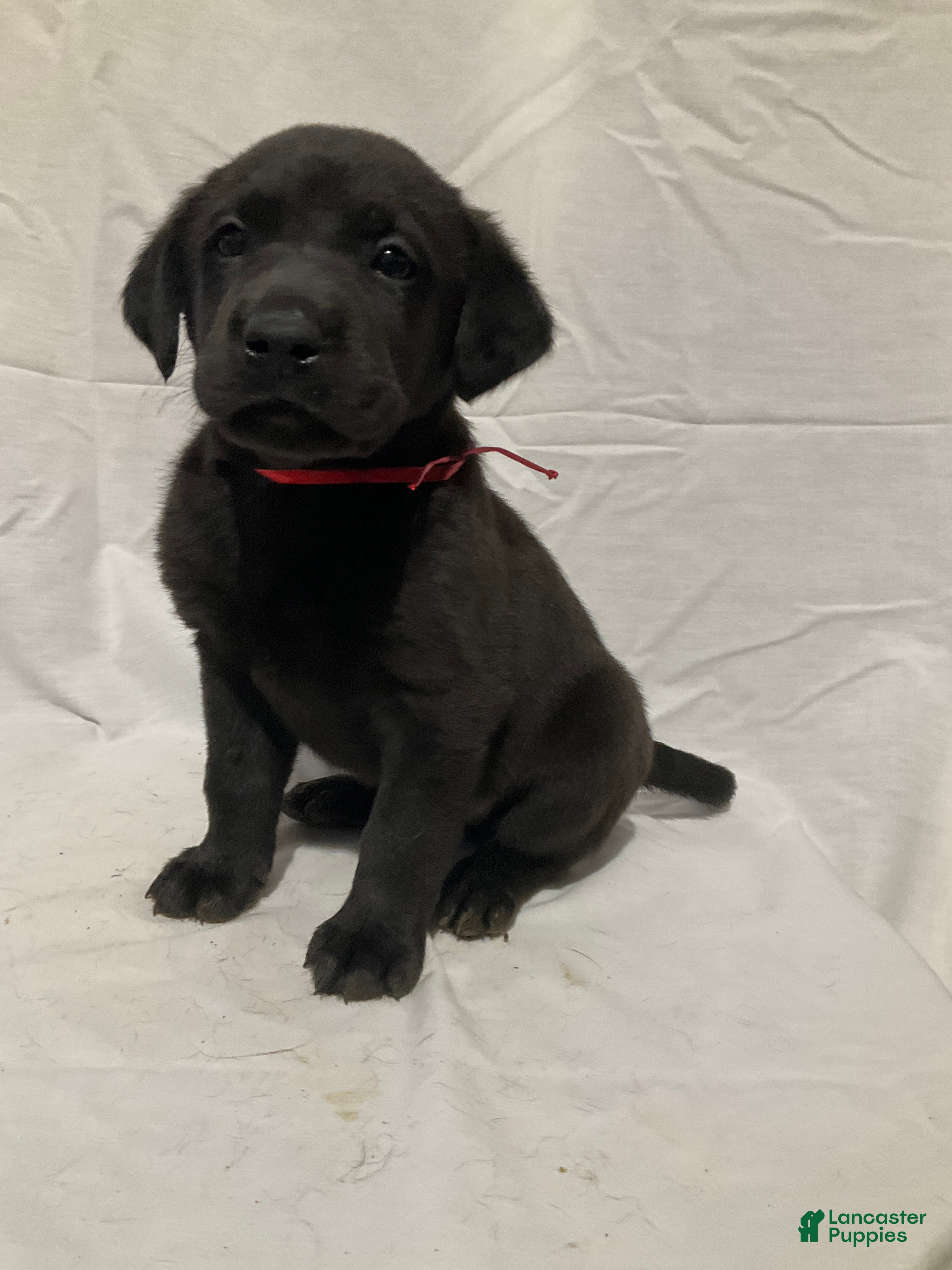 Labrador Retriever dogs Charlie - Ad 31