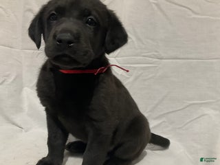 Labrador Retriever dogs Charlie - Ad 32