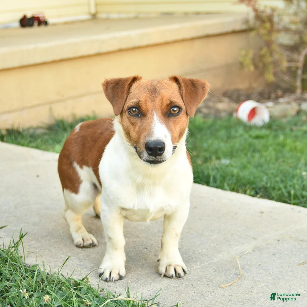 Jack Russell Terrier dogs for sale: Buddy - Ad 5