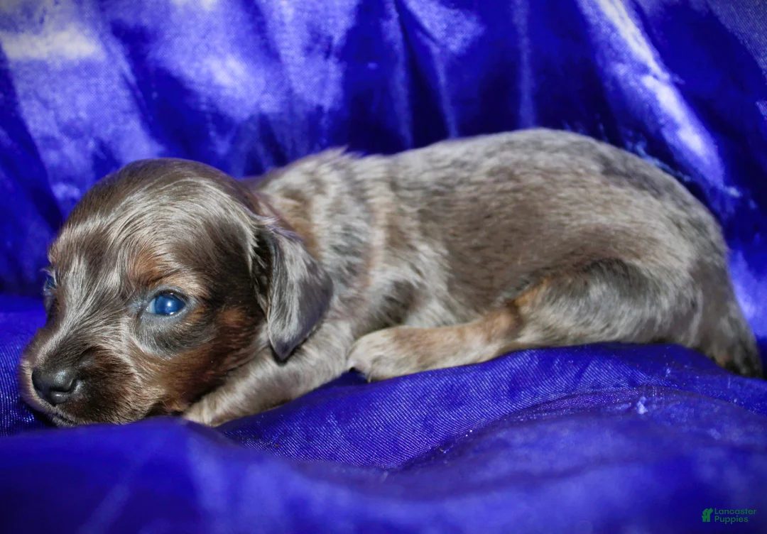 Dachshund dogs for sale: Penelope - Ad 2
