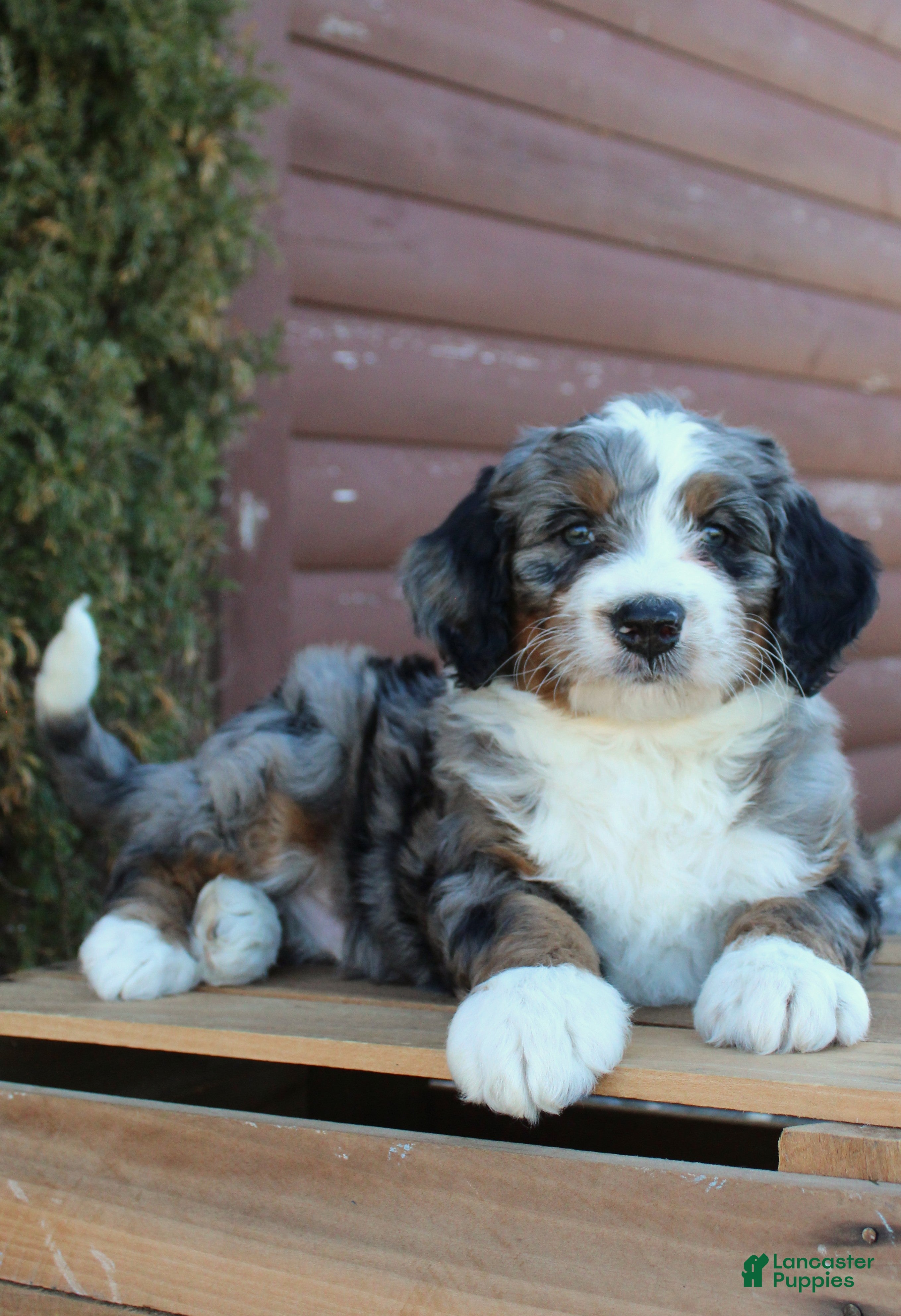 Bernedoodle dogs Lukas - Ad 2