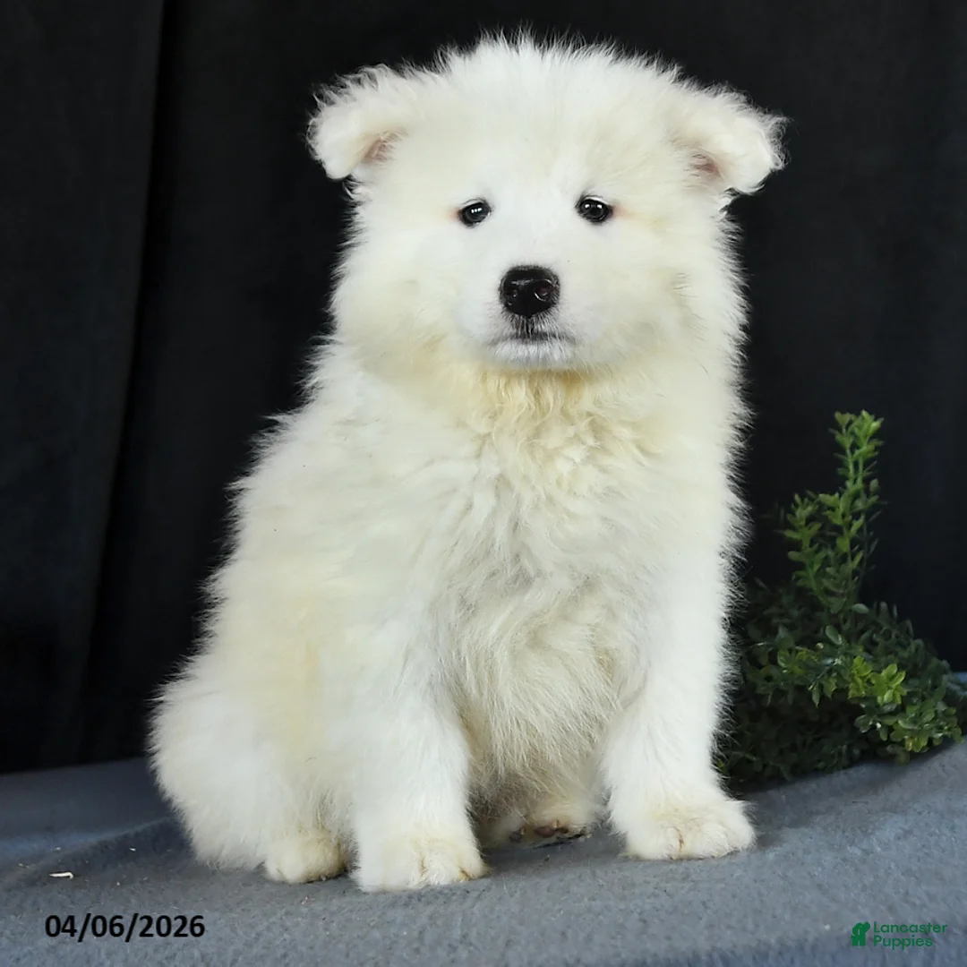 Samoyed dogs for sale: Dale - Ad 3