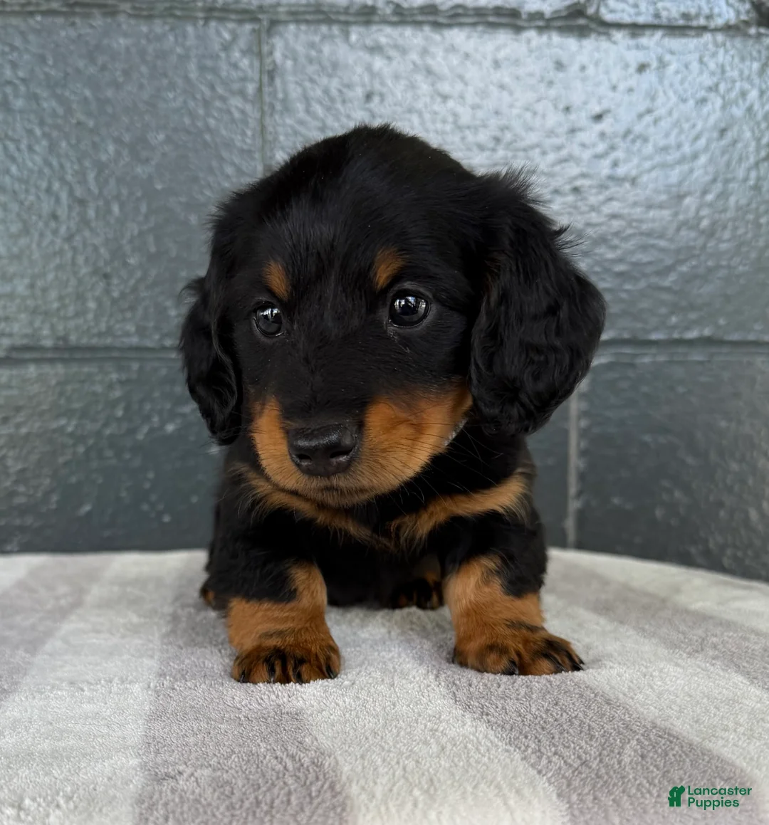 Miniature Dachshund dogs for sale: Austin - Ad 1