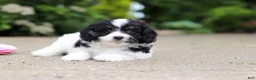 Cavapoo dogs for sale: Hunter - Ad 3