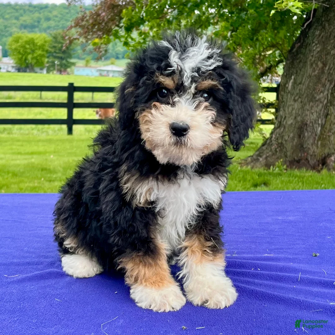 Bernedoodle dogs for sale: Natalie - Ad 5