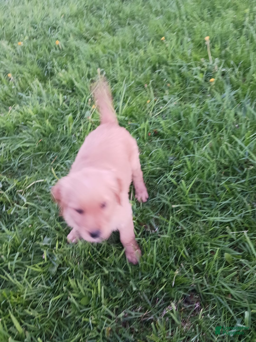 Golden Retriever dogs for sale: Romulus - Ad 1