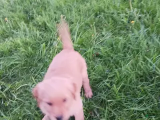 Golden Retriever dogs Romulus - Ad 26