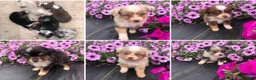 Toy Australian Shepherd dogs for sale: Akira - Ad 5