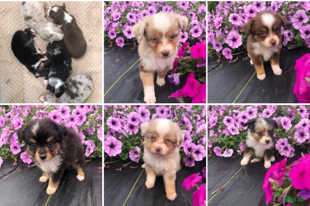Toy Australian Shepherd dogs for sale: Akira - Ad 5