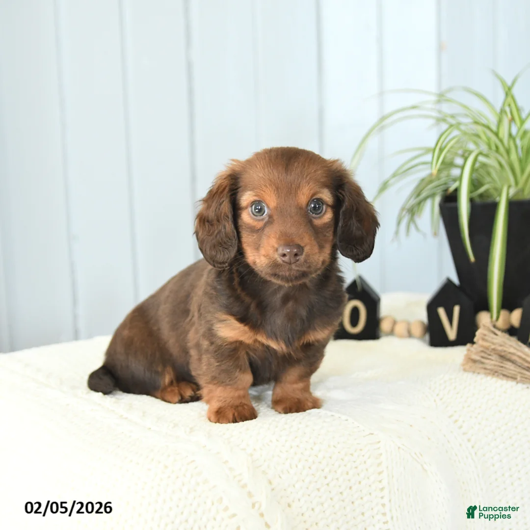 Miniature Dachshund dogs for sale: Sasha - Ad 4