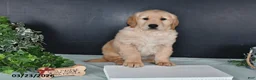 Golden Retriever dogs for sale: Kathy - Ad 4