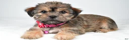 Shorkie dogs for sale: Amber - Ad 1