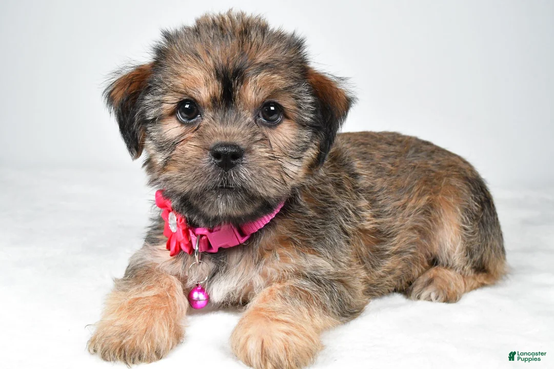 Shorkie dogs for sale: Amber - Ad 1