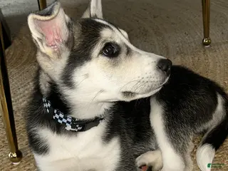 Siberian Husky dogs Siberian Husky Puppy 1 - Ad 31