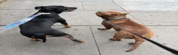 Mixed Breed dogs for sale: Blu - Ad 6