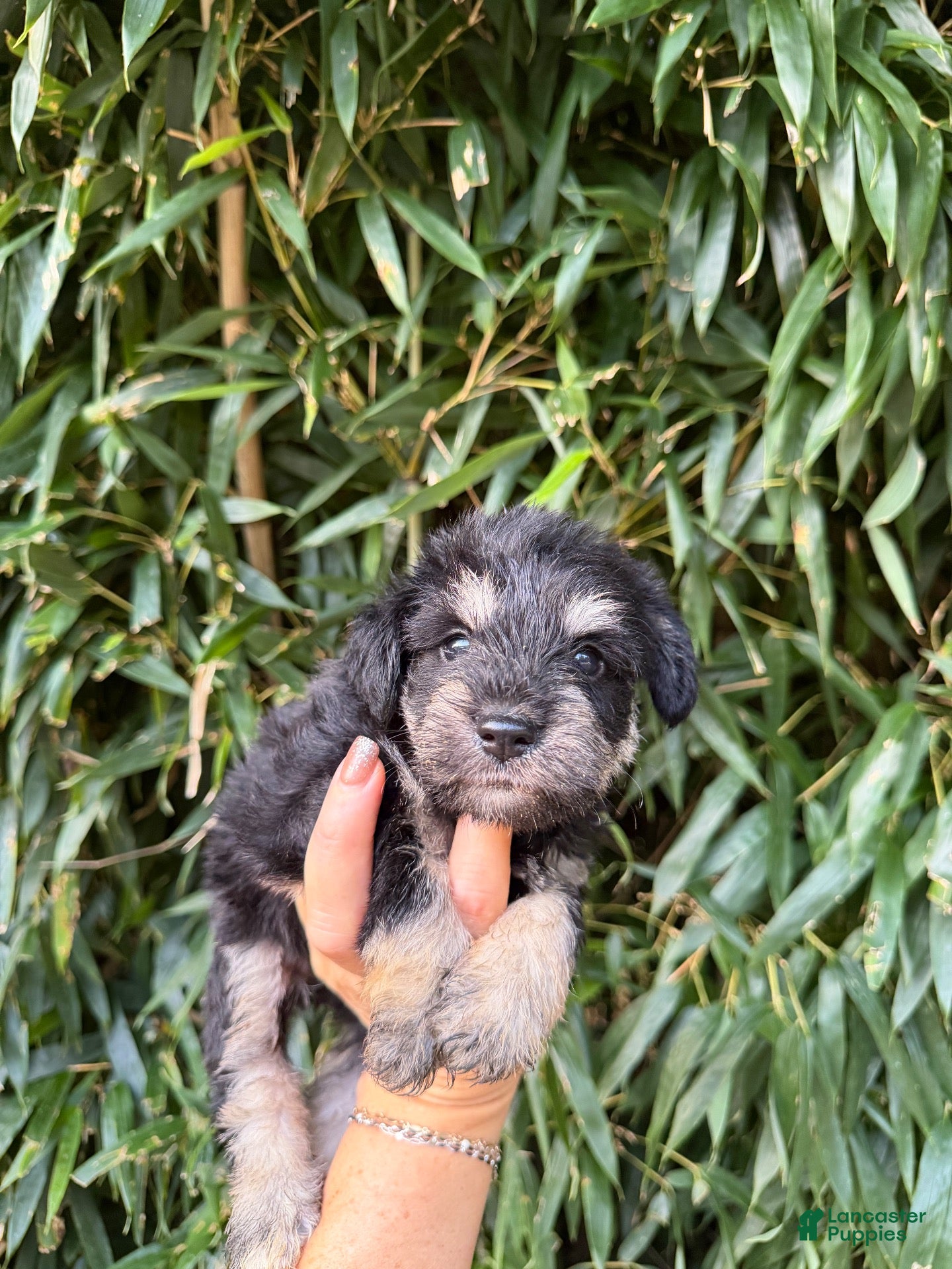 Miniature Schnauzer dogs Miniature Schnauzer 3 - Ad 32