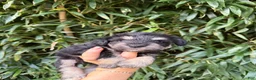 Miniature Schnauzer dogs for sale: Miniature Schnauzer 3 - Ad 1