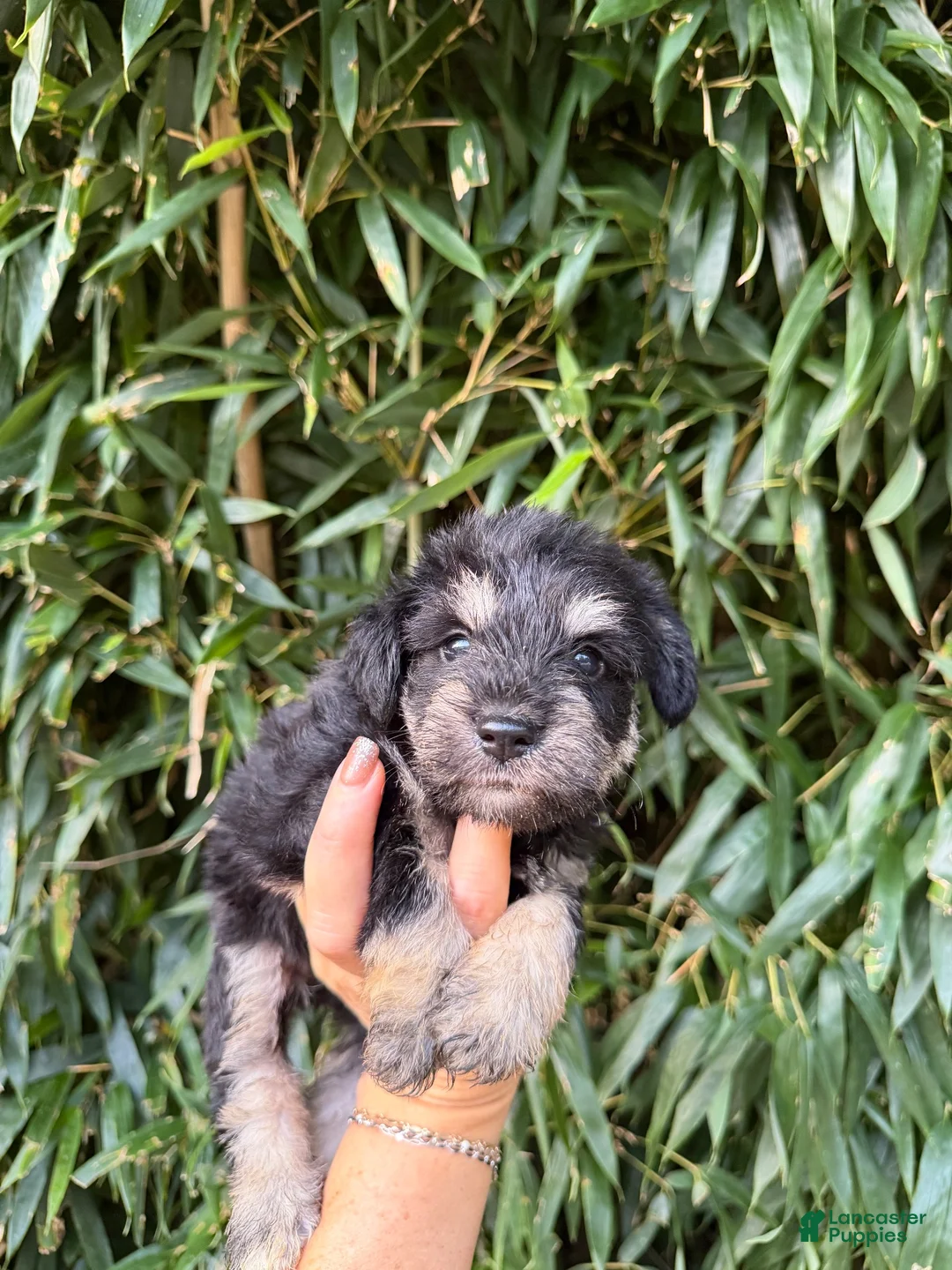 Miniature Schnauzer dogs for sale: Miniature Schnauzer 3 - Ad 1
