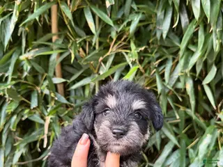 Miniature Schnauzer dogs Miniature Schnauzer 3 - Ad 17