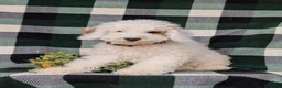 Cockapoo dogs for sale: Bronson Hypoallergenic - Ad 3