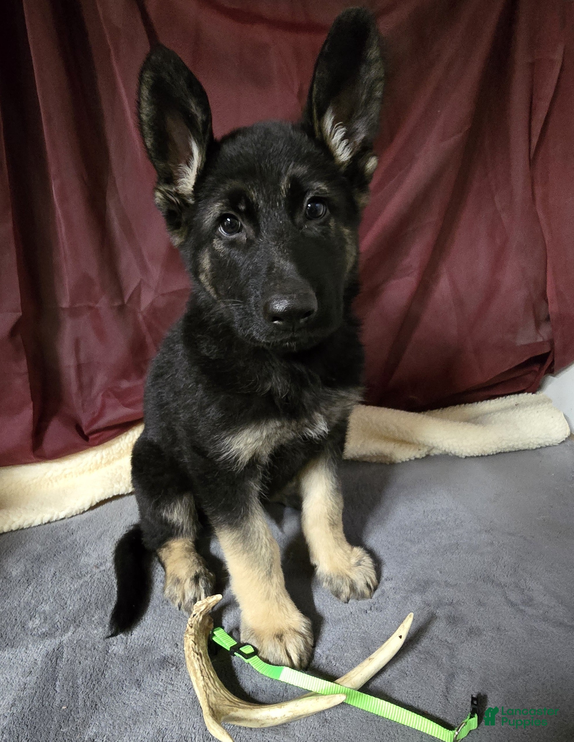 German Shepherd dogs German Shepherd Puppy Lime Collar - Ad 1