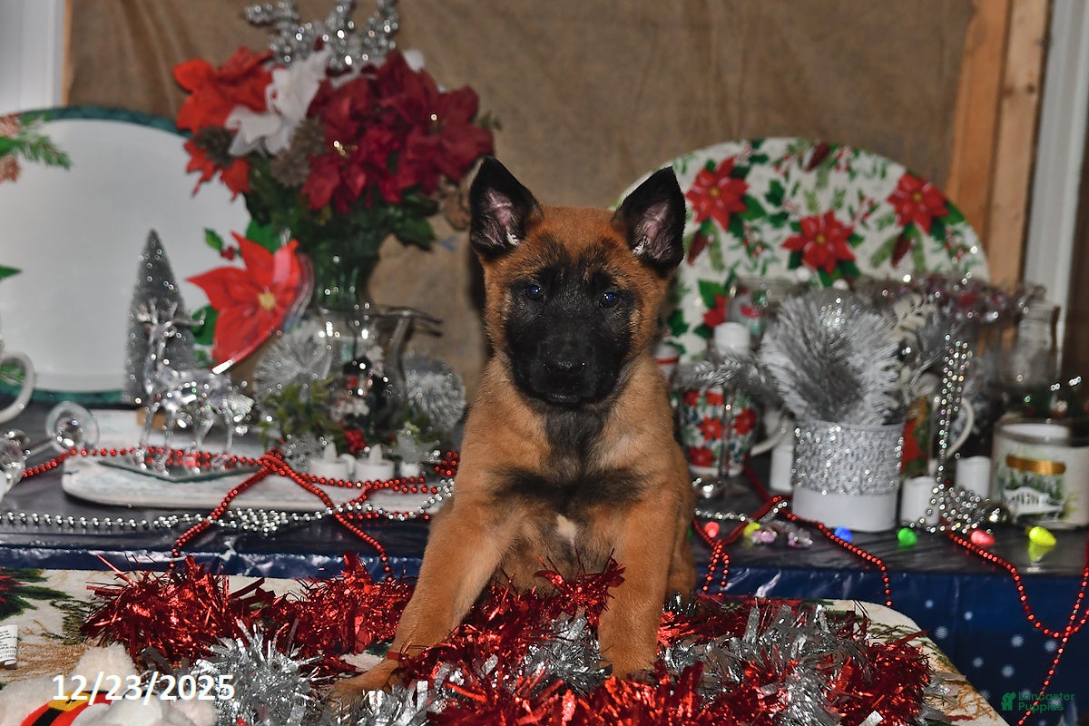 Belgian Malinois dogs Bruno - Ad 1