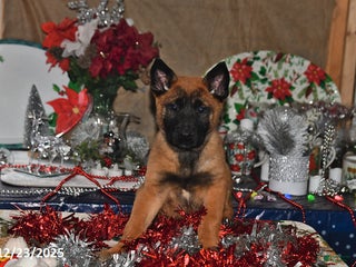 Belgian Malinois dogs Bruno - Ad 1
