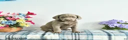 Labrador Retriever dogs for sale: Misty - Ad 3