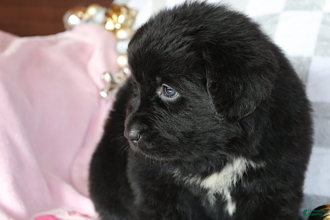 Newfoundland dogs for sale: Tanya - Ad 2